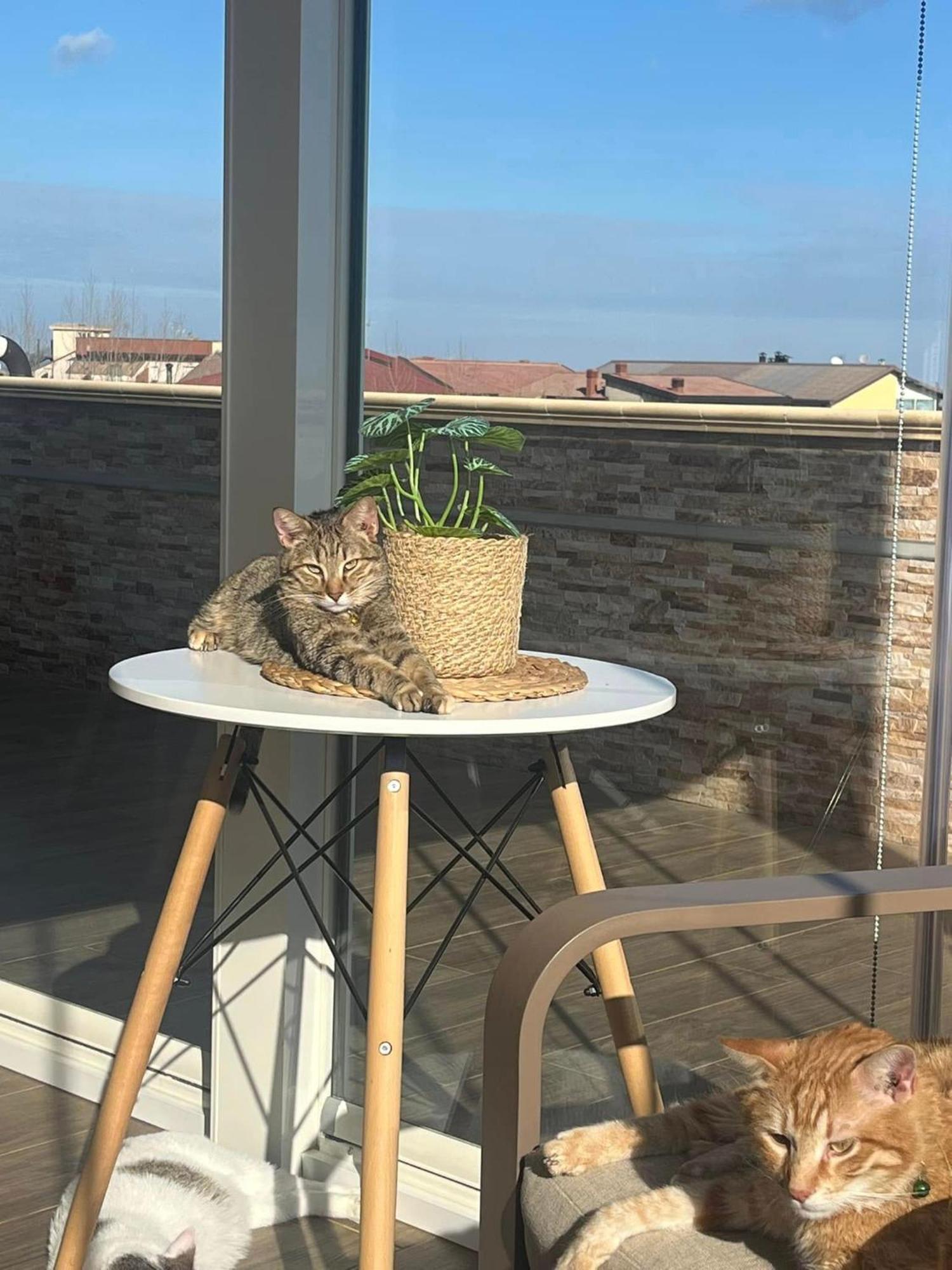 B&B La Terrazza Polifrone Cotronei Exteriér fotografie